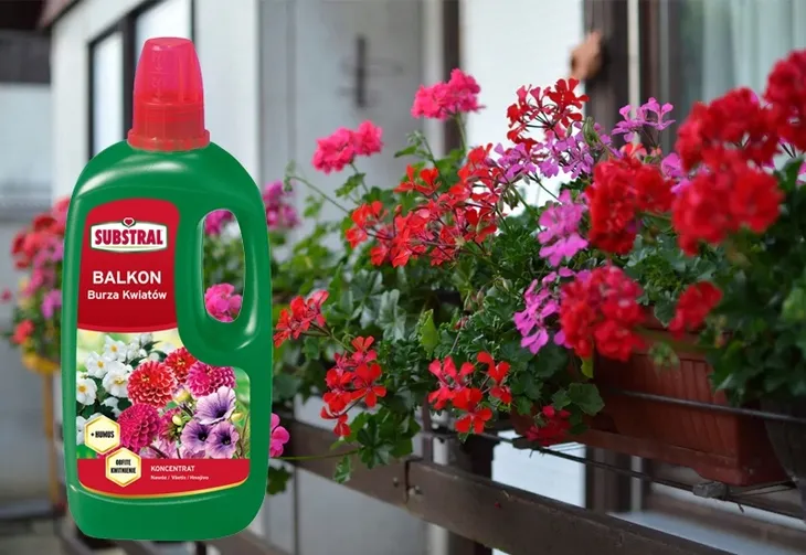 substral-nawoz-pelargonia-1l-okres-stosowania-caly-rok