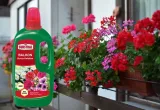 substral-nawoz-pelargonia-1l-okres-stosowania-caly-rok