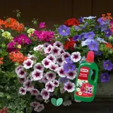 substral-nawoz-pelargonia-1l-stan-nowy-pojemnosc-1-l