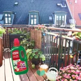 substral-nawoz-pelargonia-1l-stan-nowy-zastosowanie-do-pielegnacji-kwiatow
