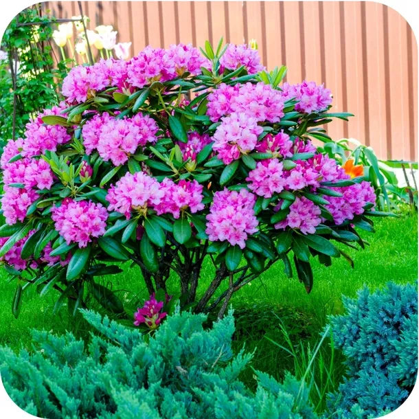 sub-osmo-2w1-rododendron-300g-stan-nowy-waga-0-35-kg