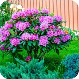 sub-osmo-2w1-rododendron-300g-stan-nowy-waga-0-35-kg