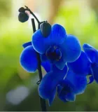 agrecol-chusteczki-do-storczykow-forma-plyn