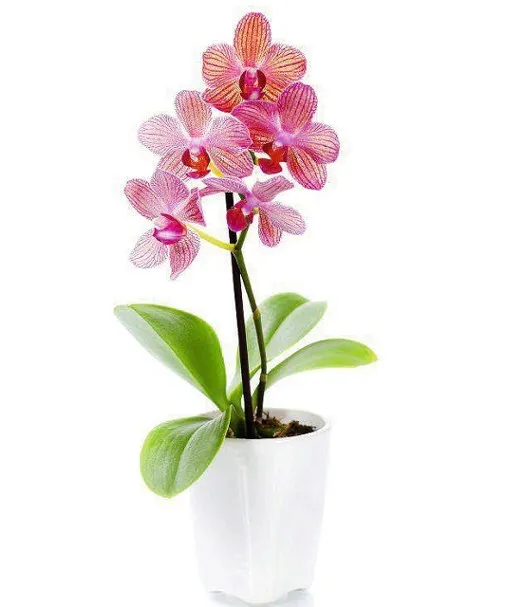 agrecol-chusteczki-do-storczykow-waga-0-05-kg