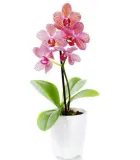 agrecol-chusteczki-do-storczykow-waga-0-05-kg