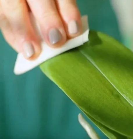 agrecol-chusteczki-do-storczykow-kod-producenta-416