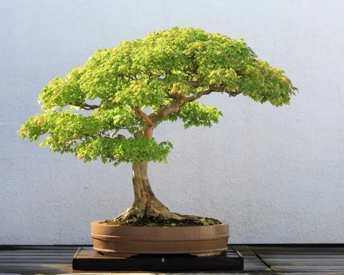 biopon-biopon-do-bonsai-05l-forma-plyn