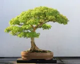 biopon-biopon-do-bonsai-05l-forma-plyn