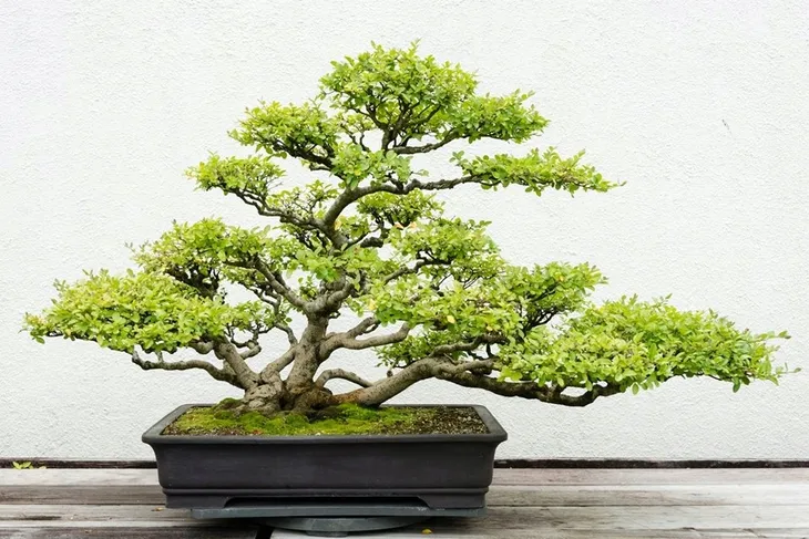 biopon-biopon-do-bonsai-05l-waga-0-57-kg