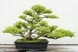 biopon-biopon-do-bonsai-05l-waga-0-57-kg