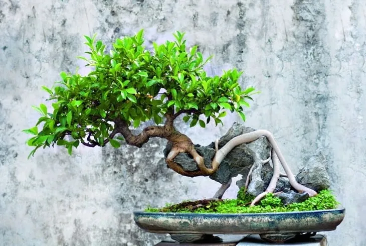 biopon-biopon-do-bonsai-05l-kod-producenta-1035