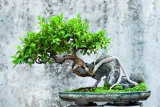 biopon-biopon-do-bonsai-05l-kod-producenta-1035