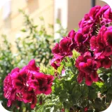 sub-osmo-2w1-uniwersalny-20l-stan-nowy-zastosowanie-do-pielegnacji-kwiatow-do-roslin-balkonowych-do-roslin-domowych-do-roslin-lisciastych