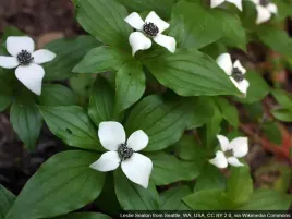 deren-kanadyjski-karlowy-okrywowy-c2