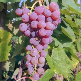 winorosl-reliance-bezpestkowa-miazsz-z-wyraznym-truskawkowym-aromatem-2l