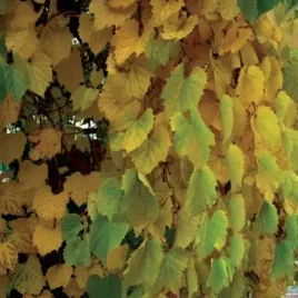 winorosl-pachnaca-miododajne-pnacze-sadzonka-2l