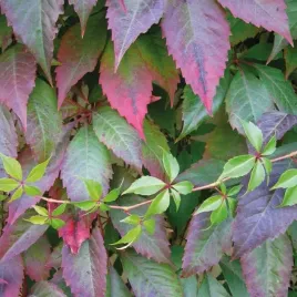 winobluszcz-pieciolistkowy-murorum-dzikie-wino-na-plot-2l