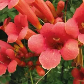 milin-amerykanski-gabor-2l-ekspansywne-pnacze-ozdobne-efektowne-kwiaty