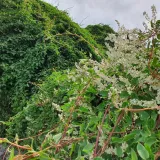 rdest-auberta-polygonum-kwitnie-dlugo-i-obficie-1l-waga-z-opakowaniem-1-kg