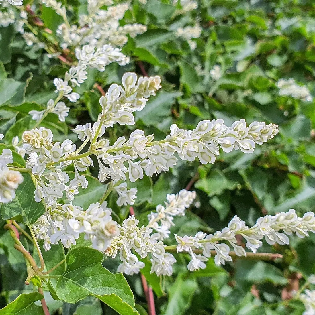 rdest-auberta-polygonum-kwitnie-dlugo-i-obficie-1l-waga-z-opakowaniem-1-kg