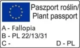 rdest-auberta-polygonum-kwitnie-dlugo-i-obficie-1l-producent-szkolka-pnaczy-marek-wedrowski