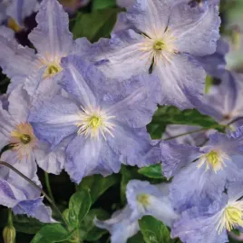 powojnik-blekitny-aniol-wielkokwiatowy-clematis-o-obfitym-kwitnieniu-2l