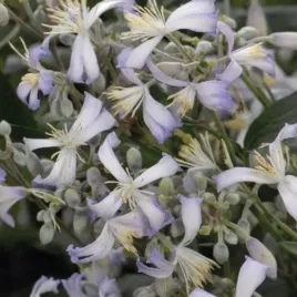 powojnik-praecox-okrywowy-2l-rosnie-w-cieniu