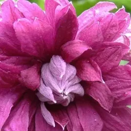 powojnik-purpurea-plena-elegans-wloski-1l-drobny