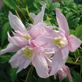 clematis-botaniczny-markham-s-pink-powojnik-1l-delikatny-rozowy-kolor