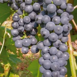 winorosl-marechal-foch-na-czerwone-wino-2l