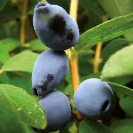 jagoda-kamczacka-jugana-owoce-soczyste-slodkie-1l