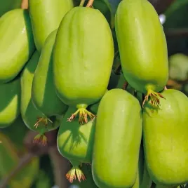 aktinidia-ostrolistna-jumbo-zenska-1l