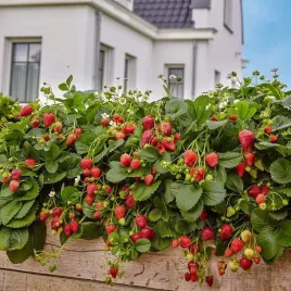 truskawka-wiszaca-1l-hit-na-taras-do-donicy