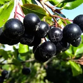 aronia-nero-2l-czarna-zdrowe-owoce-na-przetwory