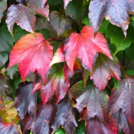 winobluszcz-trojklapowy-veitchii-silnie-rosnace-pnaczne-2l