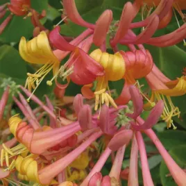 wiciokrzew-tellmana-2-litry