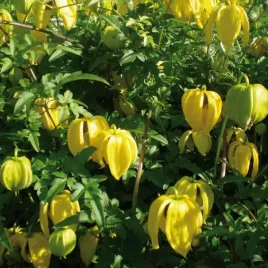 powojnik-bill-mckenzie-tangucki-2l-zolte-dzwonki