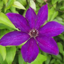 powojnik-wielkokwiatowy-clematis-the-president-1l