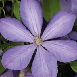 powojnik-mrs-cholmondeley-wielkokwiatowy-1l