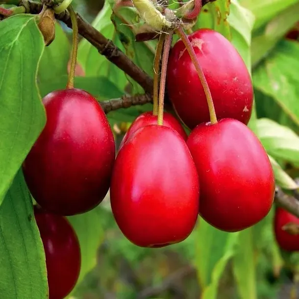 deren-jadalny-owoce-na-nalewki-piekny-ozdobny-krzew-sadzonka-2l