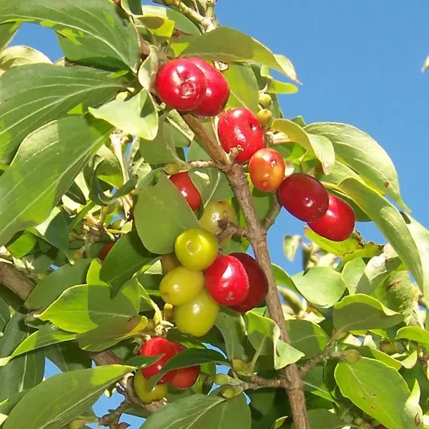 deren-jadalny-owoce-na-nalewki-piekny-ozdobny-krzew-sadzonka-2l-roslina-w-postaci-sadzonka-w-pojemniku-2-3l