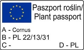deren-jadalny-owoce-na-nalewki-piekny-ozdobny-krzew-sadzonka-2l-cykl-rozwojowy-rosliny-dwuletnia