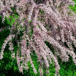 tamaryszek-drobnokwiatowy-kwitnie-obficie-1l