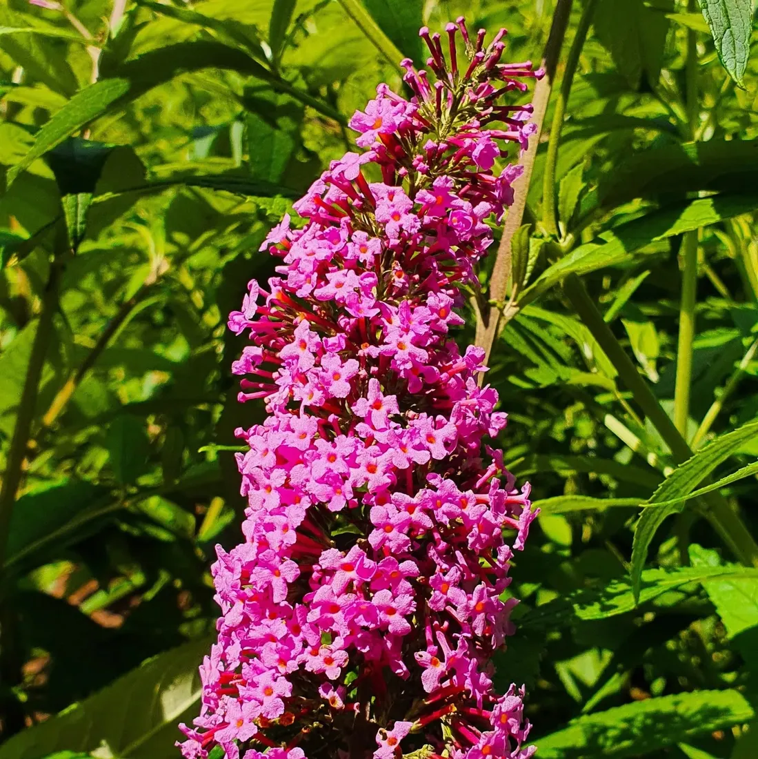 budleja-dawida-pink-delight-piekny-miododajny-rozowy-krzew-2l