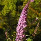 budleja-dawida-pink-delight-piekny-miododajny-rozowy-krzew-2l-rodzaj-rosliny-inny