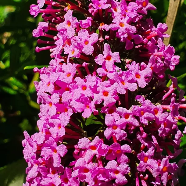 budleja-dawida-pink-delight-piekny-miododajny-rozowy-krzew-2l-kolor-kwiatow-fioletowe-rozowe