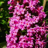budleja-dawida-pink-delight-piekny-miododajny-rozowy-krzew-2l-kolor-kwiatow-fioletowe-rozowe