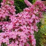 budleja-dawida-pink-delight-piekny-miododajny-rozowy-krzew-2l-wysokosc-sadzonki-40-cm
