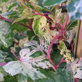 winnik-zmienny-elegans-piekne-dekoracyjne-pnacze-1l