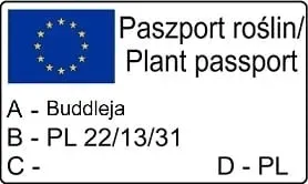 budleja-dawida-empire-blue-2l-motylica-bylina-wysokosc-sadzonki-30-60-cm